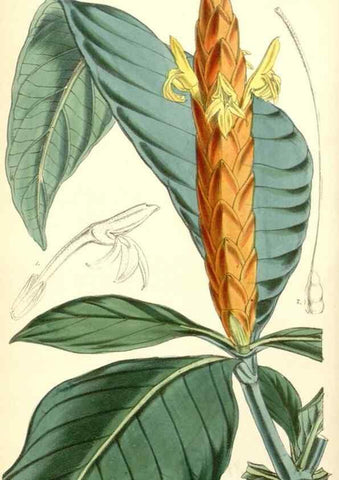 Reproducción/Reproduction 8550665289: Curtis's botanical magazine.. London ;New York [etc.] :Academic Press [etc.]
