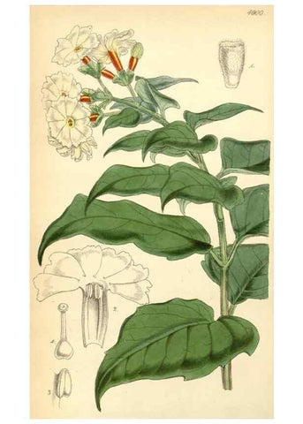 Reproducción/Reproduction 8550665845: Curtis's botanical magazine.. London ;New York [etc.] :Academic Press [etc.]