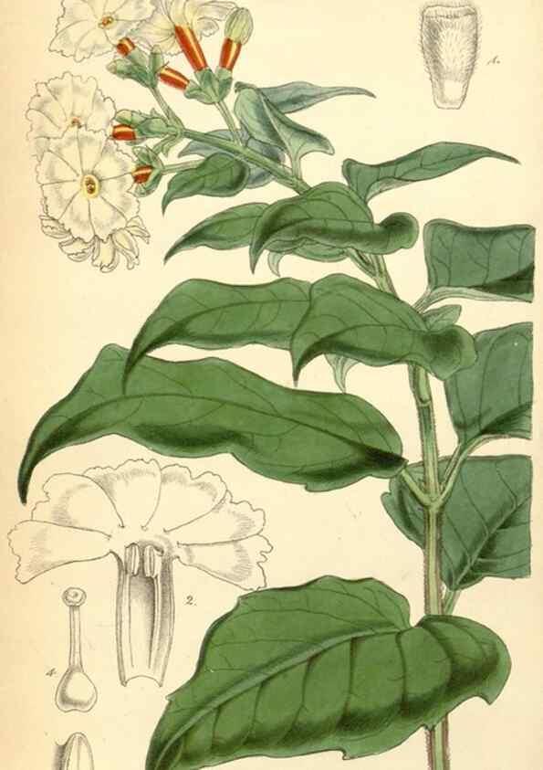 Reproducción/Reproduction 8550665845: Curtis's botanical magazine.. London ;New York [etc.] :Academic Press [etc.]