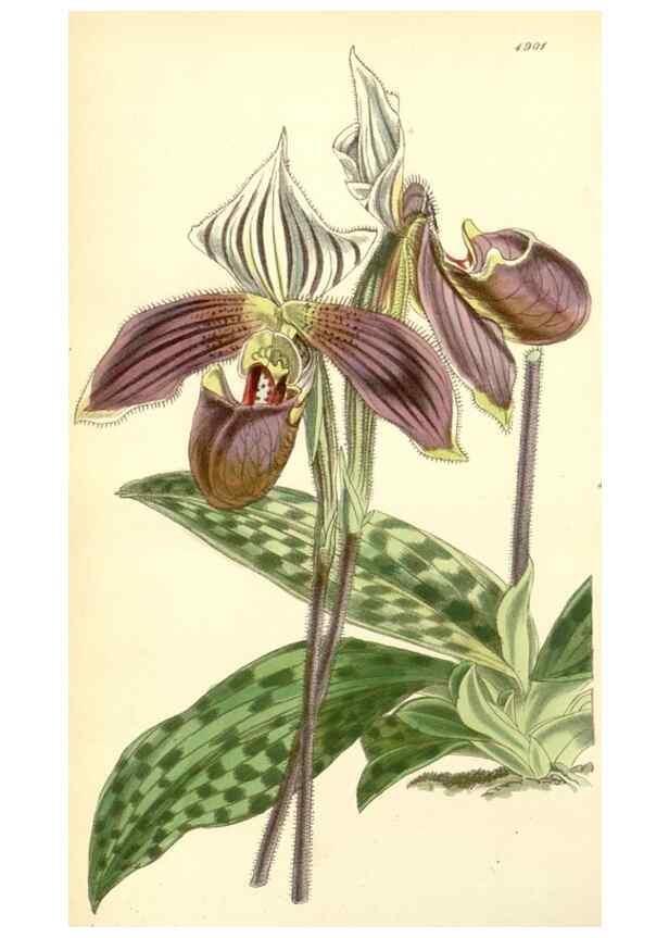 Reproducción/Reproduction 8551767804: Curtis's botanical magazine.. London ;New York [etc.] :Academic Press [etc.]