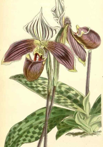 Reproducción/Reproduction 8551767804: Curtis's botanical magazine.. London ;New York [etc.] :Academic Press [etc.]