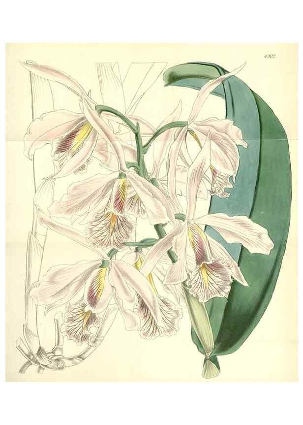 Reproducción/Reproduction 8551768376: Curtis's botanical magazine.. London ;New York [etc.] :Academic Press [etc.]