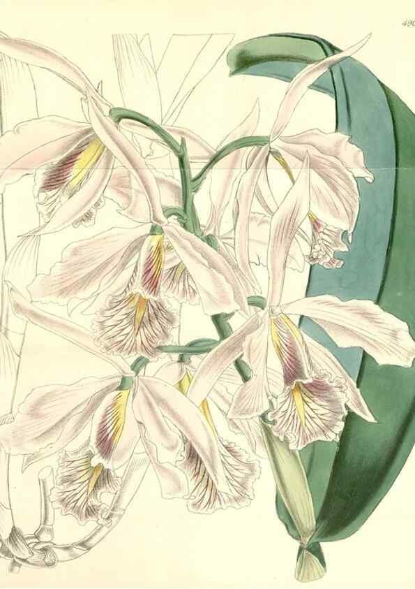 Reproducción/Reproduction 8551768376: Curtis's botanical magazine.. London ;New York [etc.] :Academic Press [etc.]