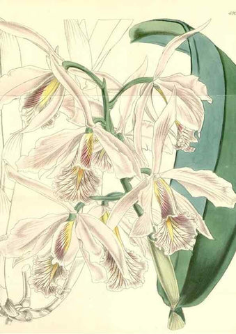 Reproducción/Reproduction 8551768376: Curtis's botanical magazine.. London ;New York [etc.] :Academic Press [etc.]
