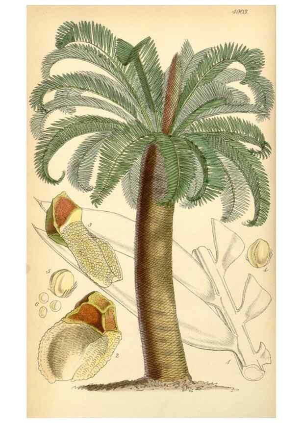 Reproducción/Reproduction 8551769430: Curtis's botanical magazine.. London ;New York [etc.] :Academic Press [etc.]