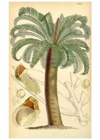 Reproducción/Reproduction 8551769430: Curtis's botanical magazine.. London ;New York [etc.] :Academic Press [etc.]