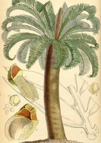 Reproducción/Reproduction 8551769430: Curtis's botanical magazine.. London ;New York [etc.] :Academic Press [etc.]