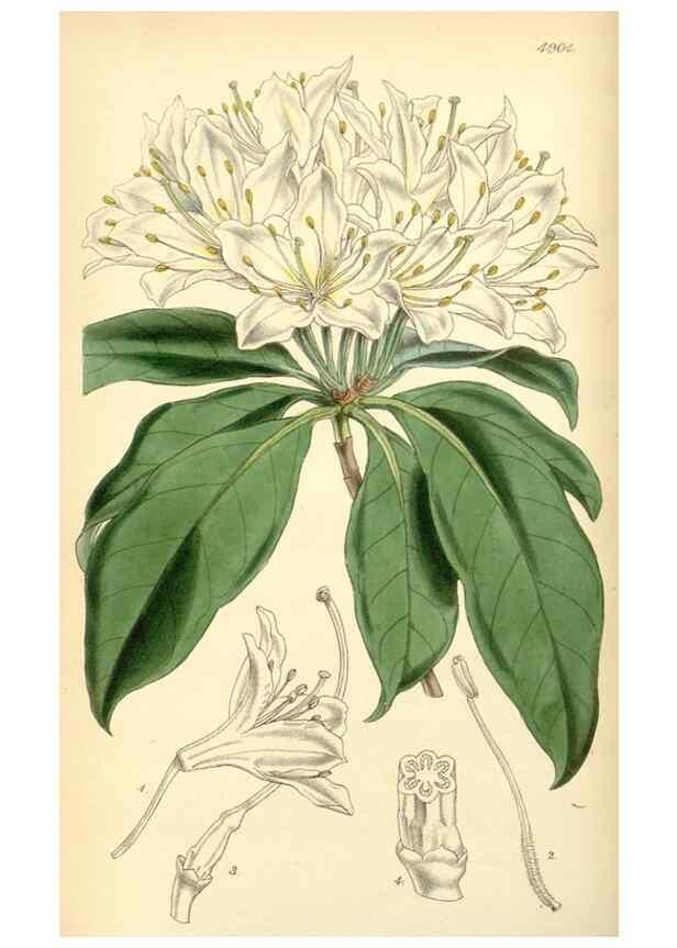 Reproducción/Reproduction 8551770012: Curtis's botanical magazine.. London ;New York [etc.] :Academic Press [etc.]