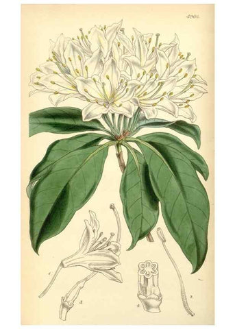 Reproducción/Reproduction 8551770012: Curtis's botanical magazine.. London ;New York [etc.] :Academic Press [etc.]