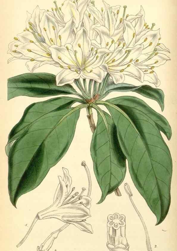 Reproducción/Reproduction 8551770012: Curtis's botanical magazine.. London ;New York [etc.] :Academic Press [etc.]