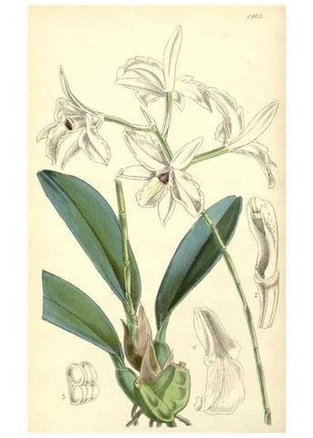 Reproducción/Reproduction 8550669345: Curtis's botanical magazine.. London ;New York [etc.] :Academic Press [etc.]