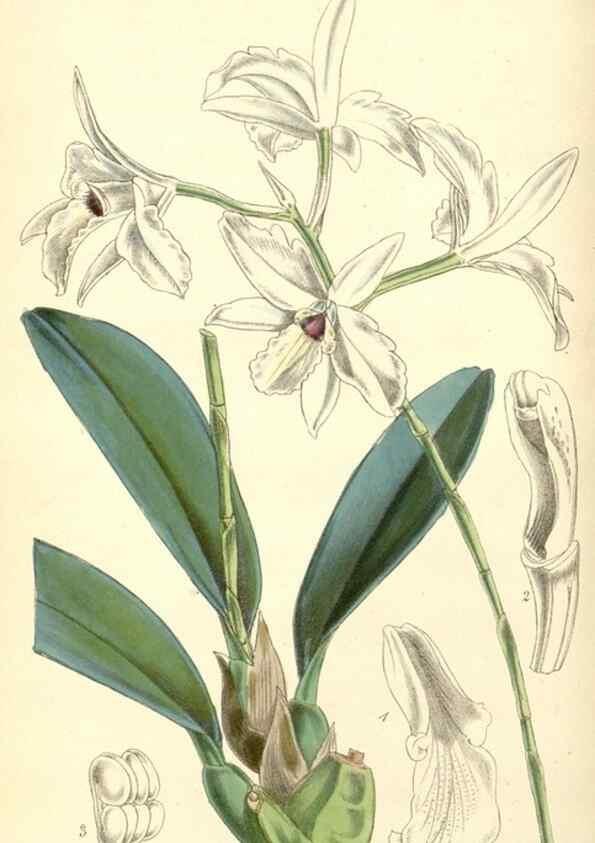 Reproducción/Reproduction 8550669345: Curtis's botanical magazine.. London ;New York [etc.] :Academic Press [etc.]
