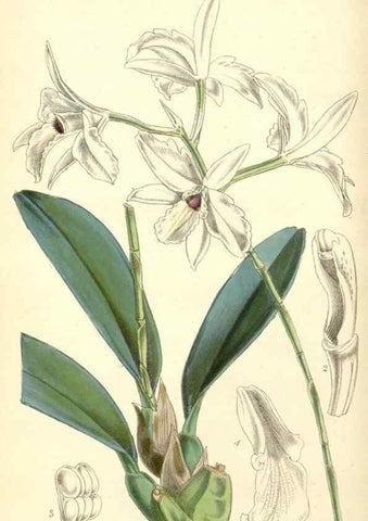 Reproducción/Reproduction 8550669345: Curtis's botanical magazine.. London ;New York [etc.] :Academic Press [etc.]