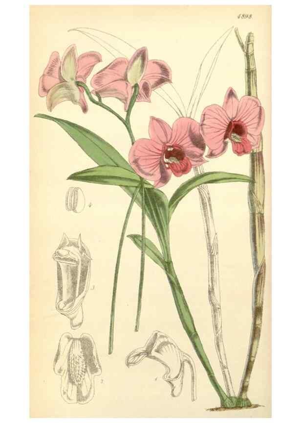 Reproducción/Reproduction 8550664653: Curtis's botanical magazine.. London ;New York [etc.] :Academic Press [etc.]