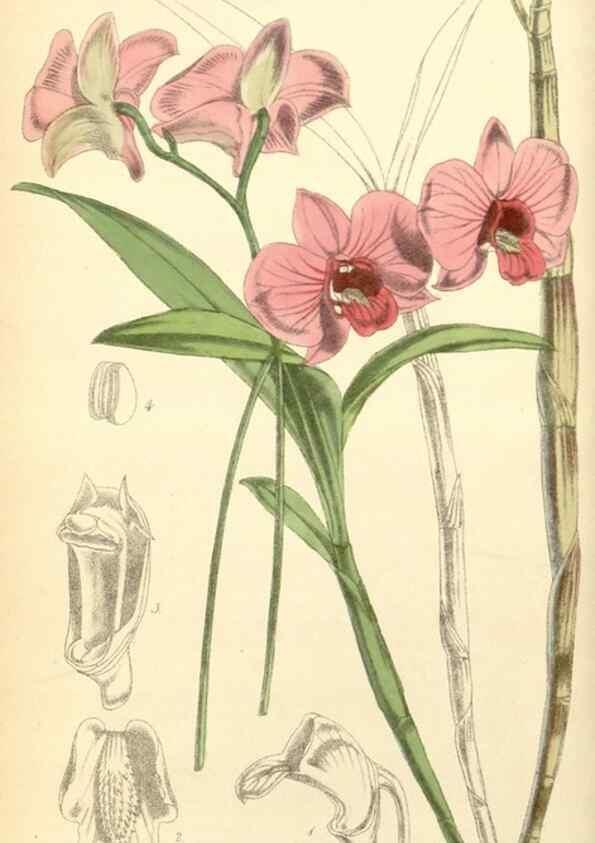 Reproducción/Reproduction 8550664653: Curtis's botanical magazine.. London ;New York [etc.] :Academic Press [etc.]