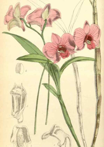 Reproducción/Reproduction 8550664653: Curtis's botanical magazine.. London ;New York [etc.] :Academic Press [etc.]