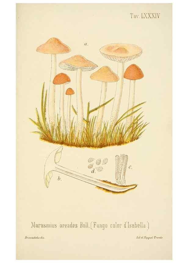 Reproducción/Reproduction 8574890906: I funghi mangerecci e velenosi dell'Europa media,. Trento,G. Zippel,1906.