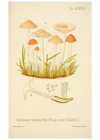 Reproducción/Reproduction 8574890906: I funghi mangerecci e velenosi dell'Europa media,. Trento,G. Zippel,1906.