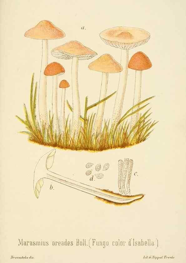 Reproducción/Reproduction 8574890906: I funghi mangerecci e velenosi dell'Europa media,. Trento,G. Zippel,1906.