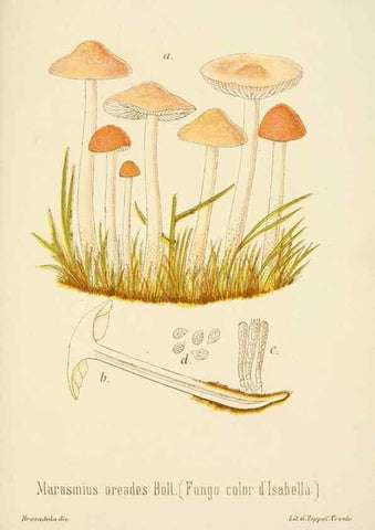 Reproducción/Reproduction 8574890906: I funghi mangerecci e velenosi dell'Europa media,. Trento,G. Zippel,1906.