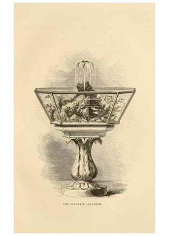Reproducción/Reproduction 8536066843: The aquarium: an unveiling of the wonders of the deep sea.. London,J. Van Voorst,1856.