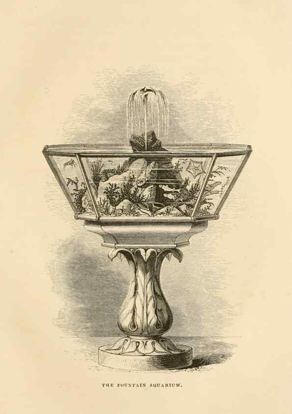 Reproducción/Reproduction 8536066843: The aquarium: an unveiling of the wonders of the deep sea.. London,J. Van Voorst,1856.