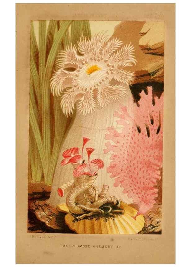 Reproducción/Reproduction 8536065351: The aquarium: an unveiling of the wonders of the deep sea.. London,J. Van Voorst,1856.