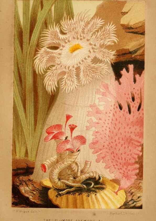 Reproducción/Reproduction 8536065351: The aquarium: an unveiling of the wonders of the deep sea.. London,J. Van Voorst,1856.