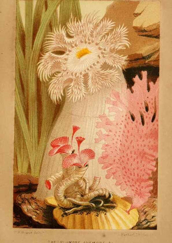 Reproducción/Reproduction 8536065351: The aquarium: an unveiling of the wonders of the deep sea.. London,J. Van Voorst,1856.