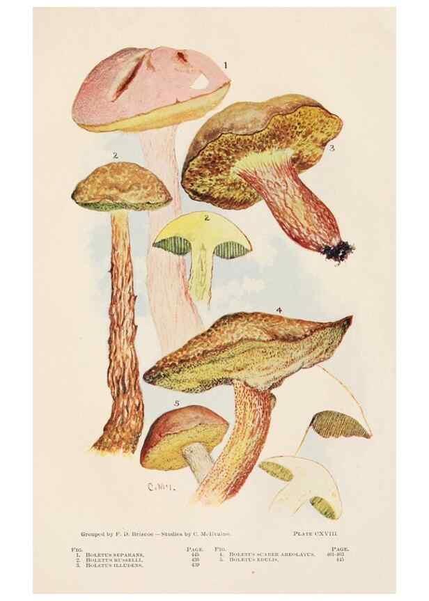Reproducción/Reproduction 8535976751: Toadstools, mushrooms, fungi, edible and poisonous;. Indianapolis,The Bowen-Merrill Company[c1902]