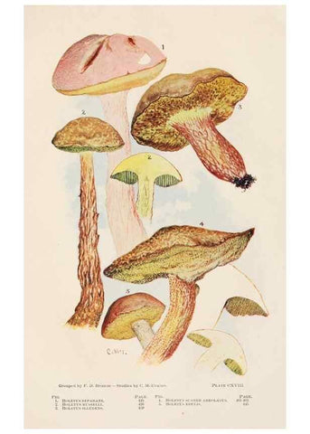 Reproducción/Reproduction 8535976751: Toadstools, mushrooms, fungi, edible and poisonous;. Indianapolis,The Bowen-Merrill Company[c1902]