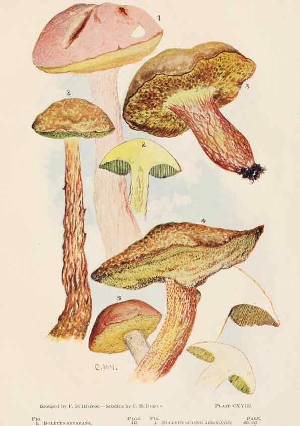 Reproducción/Reproduction 8535976751: Toadstools, mushrooms, fungi, edible and poisonous;. Indianapolis,The Bowen-Merrill Company[c1902]