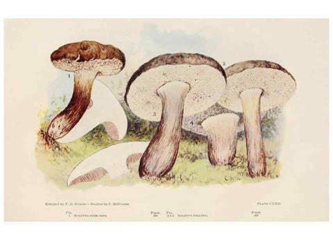 Reproducción/Reproduction 8537081876: Toadstools, mushrooms, fungi, edible and poisonous;. Indianapolis,The Bowen-Merrill Company[c1902]