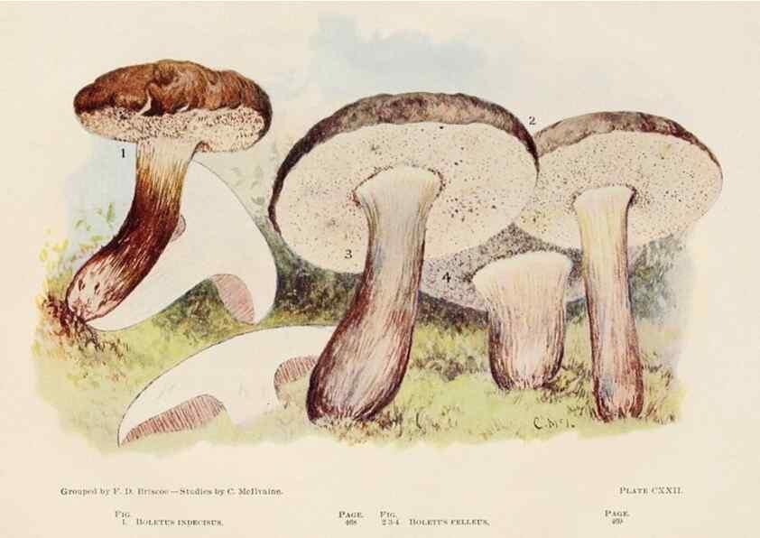 Reproducción/Reproduction 8537081876: Toadstools, mushrooms, fungi, edible and poisonous;. Indianapolis,The Bowen-Merrill Company[c1902]