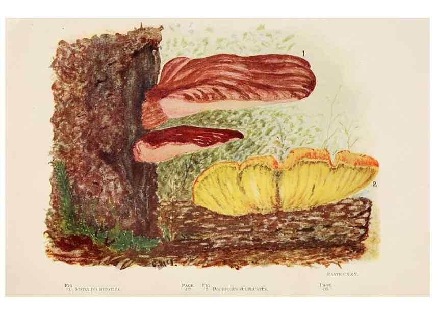 Reproducción/Reproduction 8535977599: Toadstools, mushrooms, fungi, edible and poisonous;. Indianapolis,The Bowen-Merrill Company[c1902]