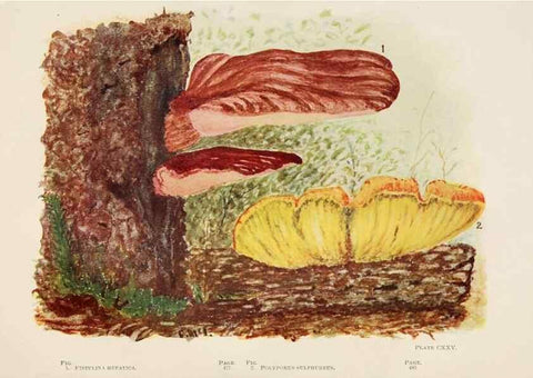 Reproducción/Reproduction 8535977599: Toadstools, mushrooms, fungi, edible and poisonous;. Indianapolis,The Bowen-Merrill Company[c1902]