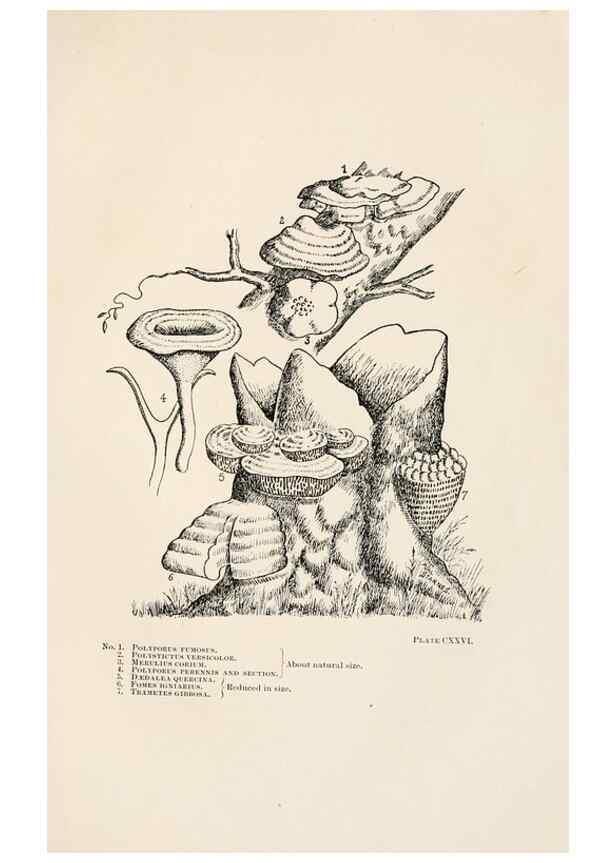 Reproducción/Reproduction 8535978031: Toadstools, mushrooms, fungi, edible and poisonous;. Indianapolis,The Bowen-Merrill Company[c1902]