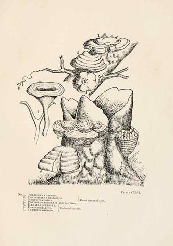 Reproducción/Reproduction 8535978031: Toadstools, mushrooms, fungi, edible and poisonous;. Indianapolis,The Bowen-Merrill Company[c1902]