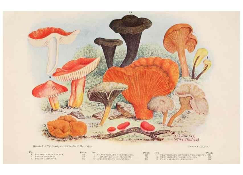 Reproducción/Reproduction 8535982801: Toadstools, mushrooms, fungi, edible and poisonous;. Indianapolis,The Bowen-Merrill Company[c1902]