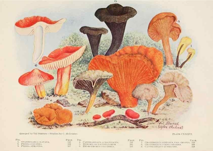 Reproducción/Reproduction 8535982801: Toadstools, mushrooms, fungi, edible and poisonous;. Indianapolis,The Bowen-Merrill Company[c1902]