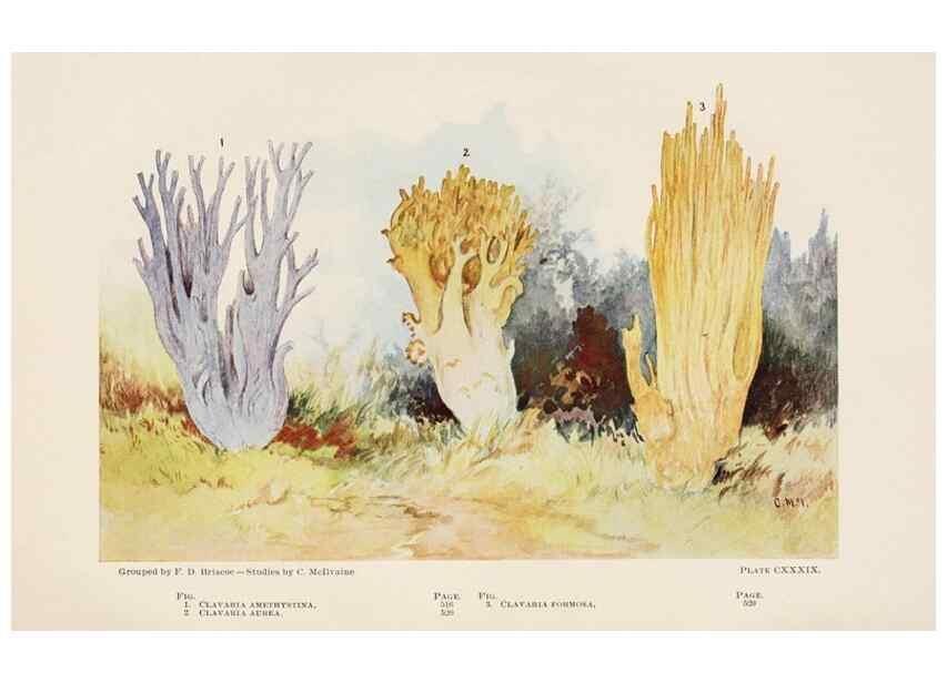 Reproducción/Reproduction 8535983423: Toadstools, mushrooms, fungi, edible and poisonous;. Indianapolis,The Bowen-Merrill Company[c1902]
