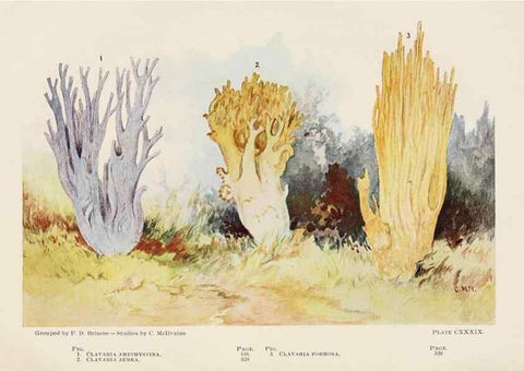 Reproducción/Reproduction 8535983423: Toadstools, mushrooms, fungi, edible and poisonous;. Indianapolis,The Bowen-Merrill Company[c1902]