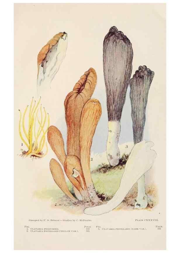 Reproducción/Reproduction 8535984271: Toadstools, mushrooms, fungi, edible and poisonous;. Indianapolis,The Bowen-Merrill Company[c1902]