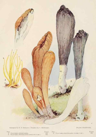 Reproducción/Reproduction 8535984271: Toadstools, mushrooms, fungi, edible and poisonous;. Indianapolis,The Bowen-Merrill Company[c1902]