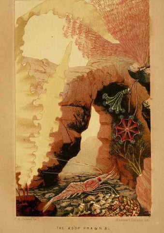 Reproducción/Reproduction 8536066003: The aquarium: an unveiling of the wonders of the deep sea.. London,J. Van Voorst,1856.