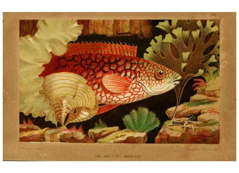 Reproducción/Reproduction 8537163942: The aquarium: an unveiling of the wonders of the deep sea.. London,J. Van Voorst,1856.