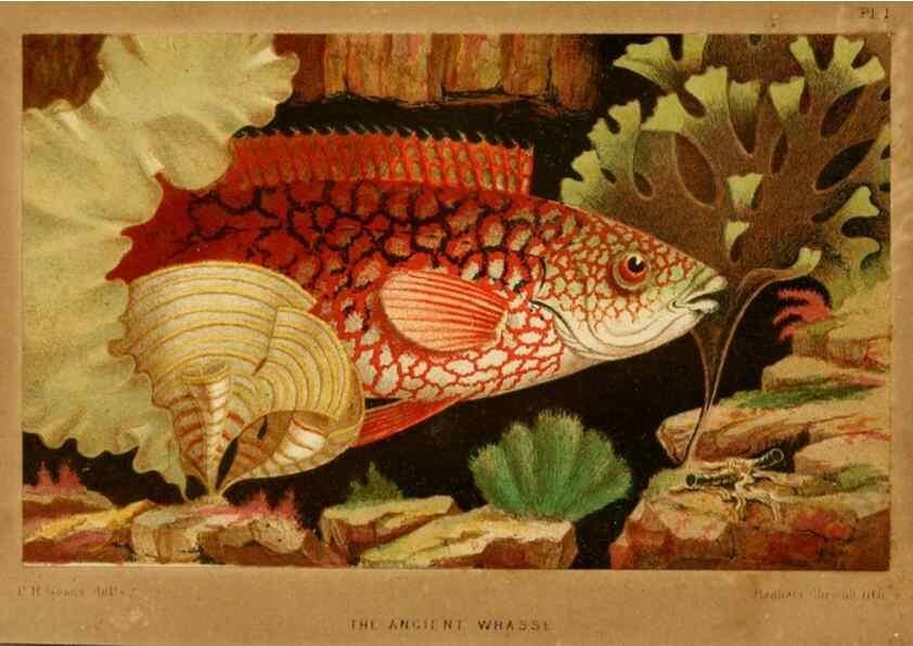 Reproducción/Reproduction 8537163942: The aquarium: an unveiling of the wonders of the deep sea.. London,J. Van Voorst,1856.
