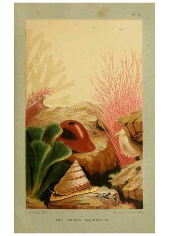 Reproducción/Reproduction 8536060737: The aquarium: an unveiling of the wonders of the deep sea.. London,J. Van Voorst,1856.