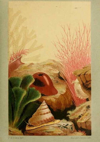 Reproducción/Reproduction 8536060737: The aquarium: an unveiling of the wonders of the deep sea.. London,J. Van Voorst,1856.