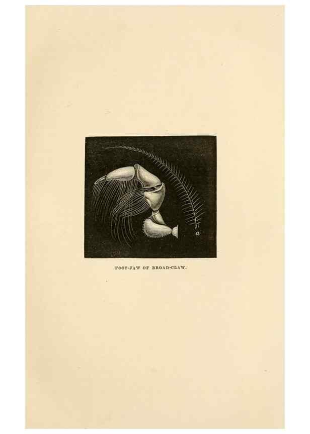 Reproducción/Reproduction 8536061539: The aquarium: an unveiling of the wonders of the deep sea.. London,J. Van Voorst,1856.
